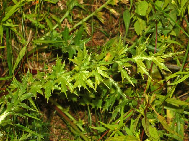 Una determinazione davvero spinosa -  Carlina cfr.acaulis